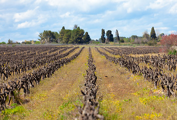 Image showing old grape vine