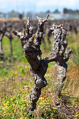 Image showing Gnarled old vine in a field