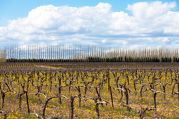 Image showing old grape vine