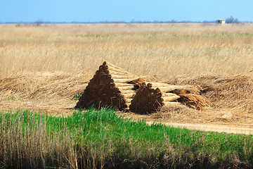 Image showing Stacked sheaves of reeds on the field