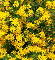 Image showing Bush of yellow flowers