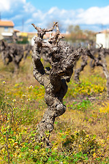 Image showing Gnarled old vine in a field