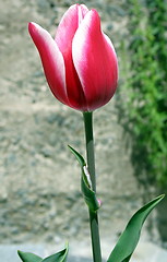 Image showing A tulip