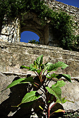 Image showing Mystras Landscape