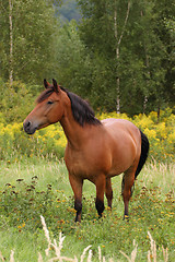 Image showing horse