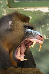 Image showing monkey Mandrill