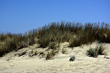 Image showing Dunes