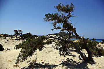 Image showing Dunes