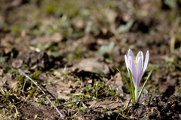 Image showing first spring flower
