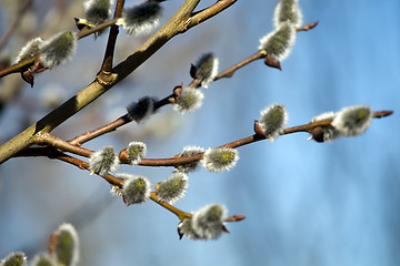 Image showing pussy willow
