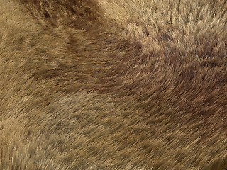 Image showing Fox fur or fell: brown pattern or background