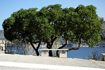 Image showing Tree And Bench
