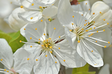 Image showing Cherry tree