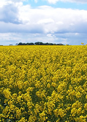 Image showing Rapeseed
