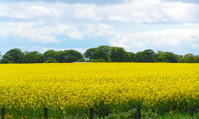 Image showing Rapeseed