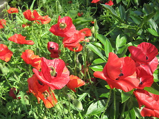 Image showing  beautiful flower of red poppy