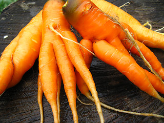 Image showing Hand with a bunch of carrots