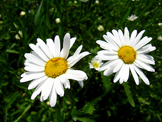 Image showing two white beautiful chamomiles