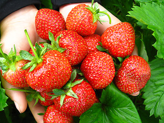 Image showing Palms full of strawberries