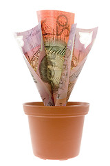 Image showing Australian money plant

