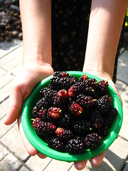 Image showing ripe dark berries of mulberry on a plate