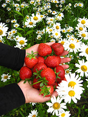 Image showing palms full of strawberries and a lot chamomiles