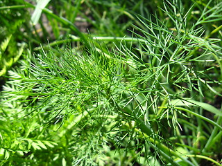 Image showing Fennel growing on a bed