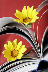 Image showing Daisies in Book Pages