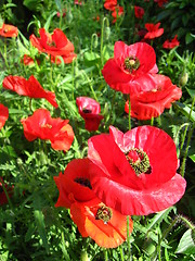Image showing beautiful flower of red poppy
