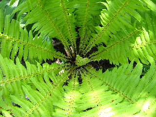 Image showing Fine pattern from leaves of fern