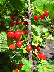 Image showing Berry of red currant in a hand
