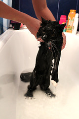 Image showing Washing of a black cat in bathing