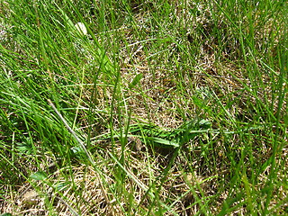 Image showing small lizard hidden in green grass