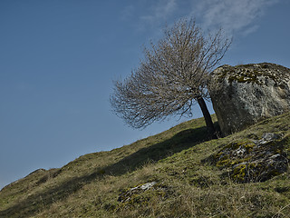 Image showing Tree and rock