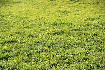 Image showing Grass background