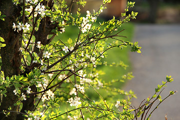 Image showing Spring trees in bloom