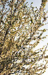 Image showing Cherry tree in bloom