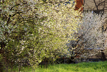 Image showing Spring trees in bloom