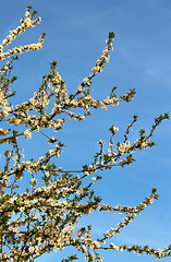 Image showing Spring trees in bloom