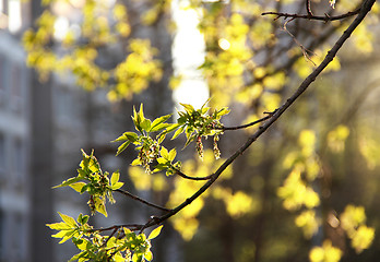 Image showing Spring in the city