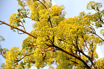 Image showing Spring trees in bloom