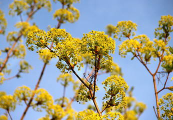 Image showing Spring trees in bloom