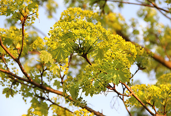 Image showing Spring trees in bloom