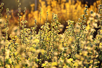 Image showing Spring bushes in bloom