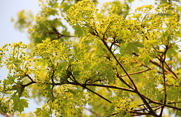 Image showing Spring trees in bloom