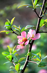 Image showing Cherry tree in bloom