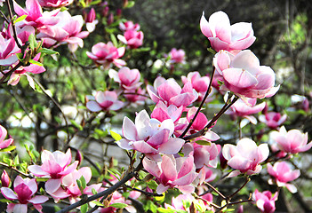 Image showing Spring trees in bloom