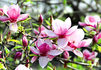 Image showing Spring trees in bloom