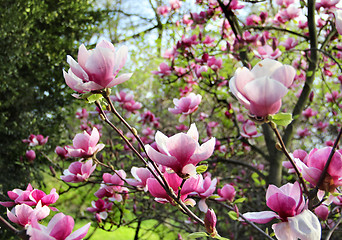 Image showing Spring trees in bloom