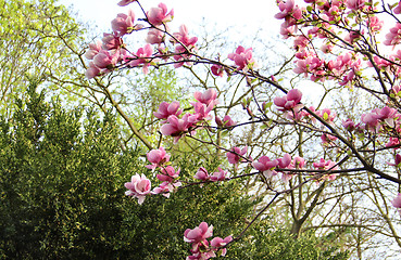 Image showing Spring trees in bloom